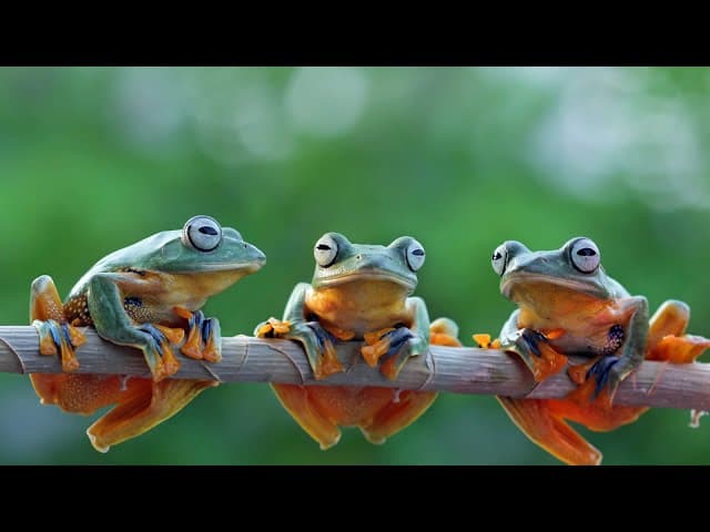 What Can We Learn From The Frogs?