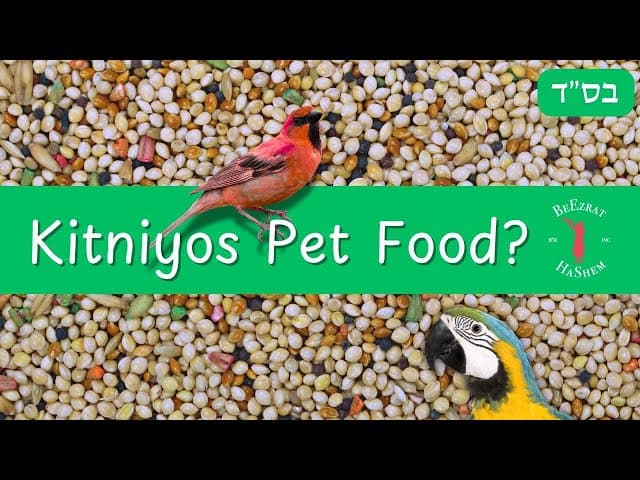 What Should You Feed Your Pet Birds During Pesach?