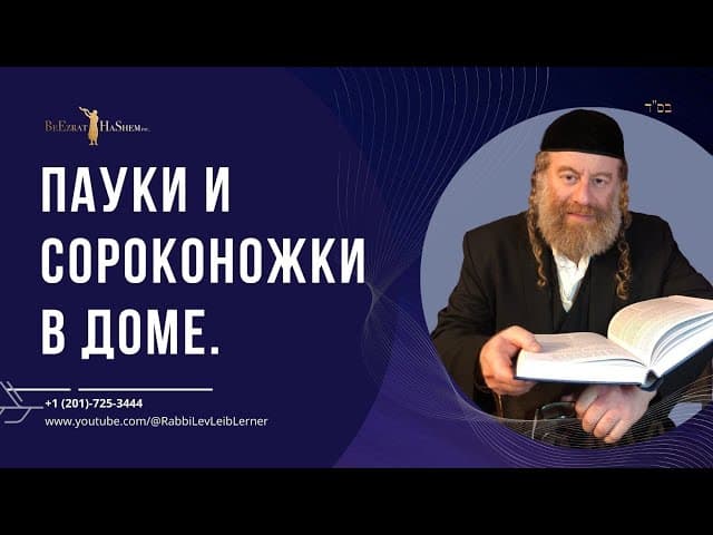 Пауки и сороконожки в доме.