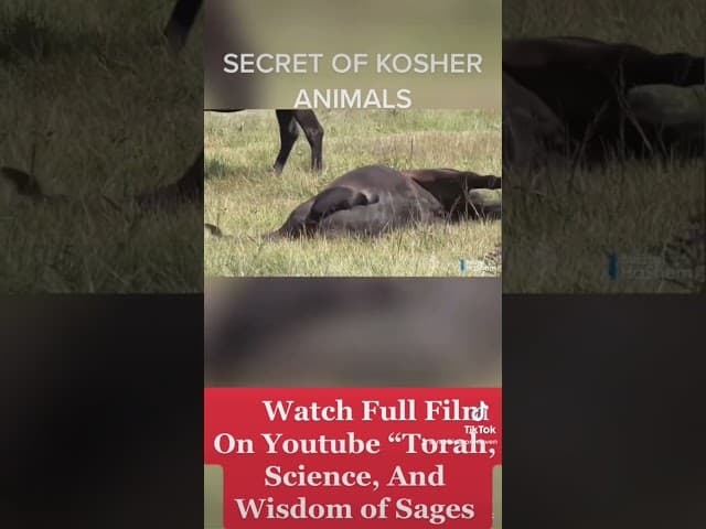 Secret of Kosher Animals Is Astounding #rabbiyaronreuven #torah
