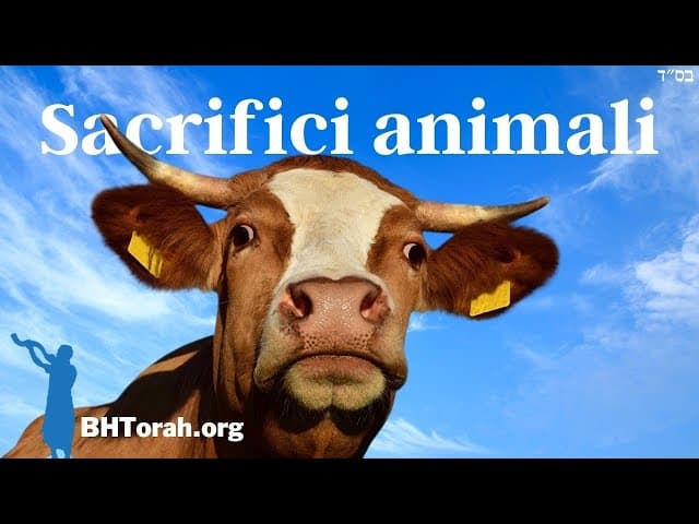 Parashat Vayikra - Cosa impariamo dai sacrifici animali
