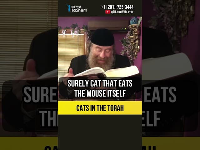 Cats in the Torah 🐈 Remember The Master #shorts #Torah