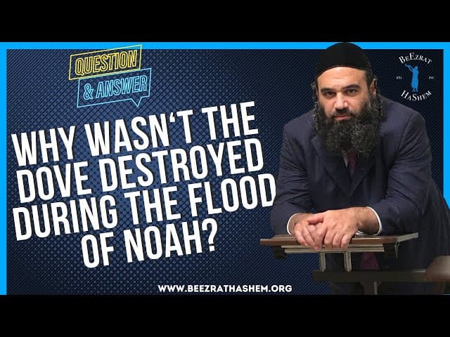   WHY WASN T THE DOVE DESTROYED DURING THE FLOOD OF NOAH